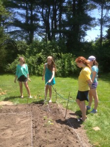 planting sunflower garden